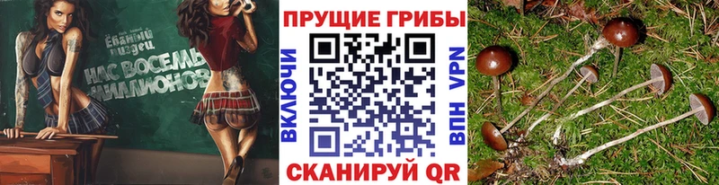 Псилоцибиновые грибы Psilocybine cubensis  даркнет состав  Оленегорск  продажа наркотиков 